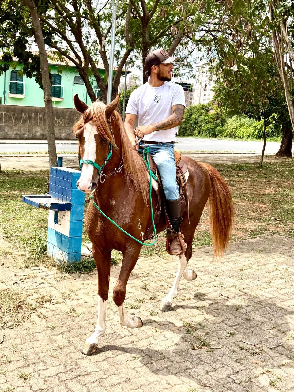 Cavalo Mangalarga Paulista - Foto 5