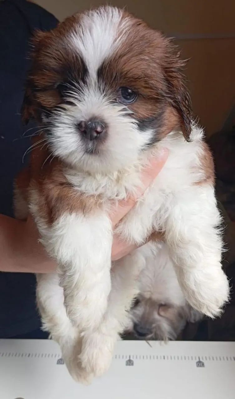 Shih tzu Linda  - Foto 2