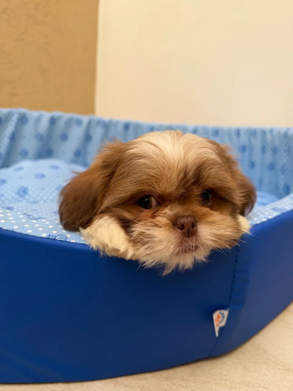 Shihtzu - Foto 2