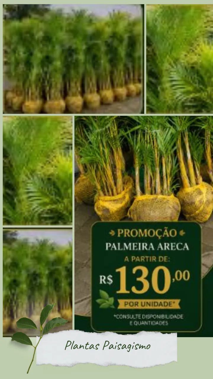 Plantas - Foto 2