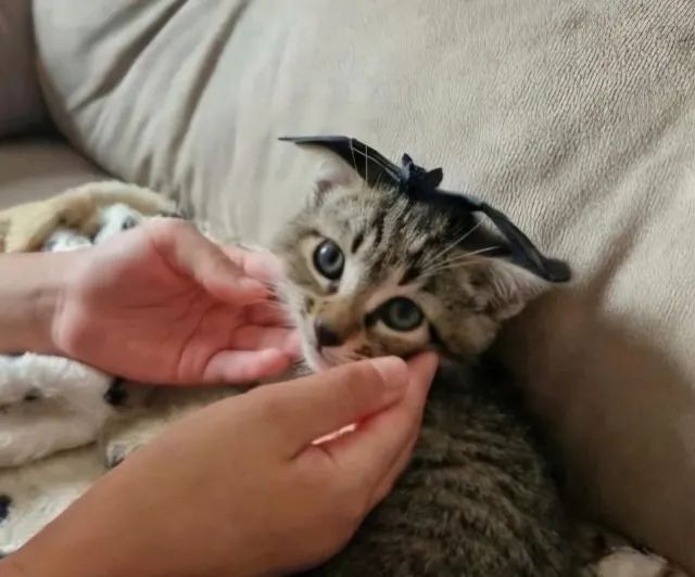 [ZS-SP] Adoção - Filhote de gato macho