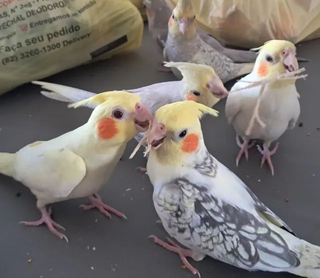 Ador@ aveis orn@ment@is