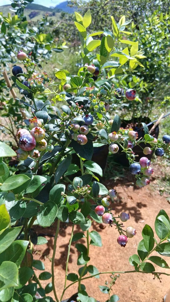 Mudas de mirtilo - Foto 3