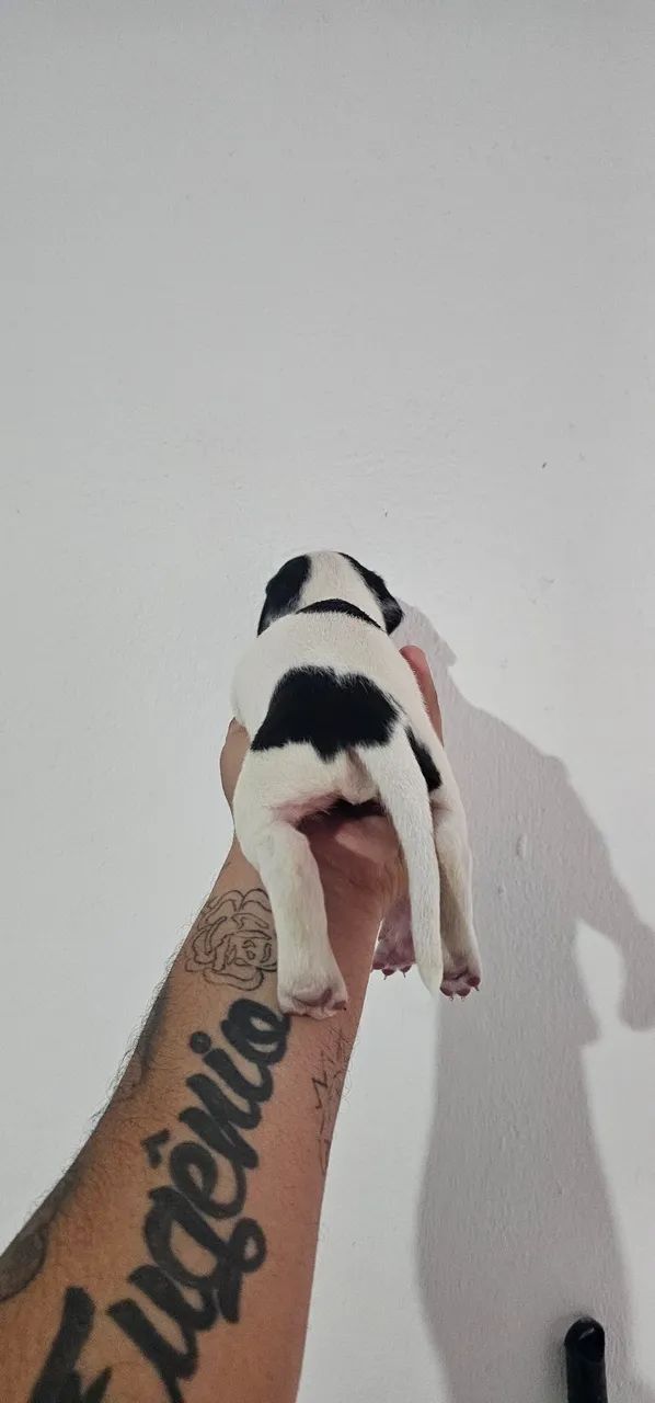 Doação cachorro - Foto 2