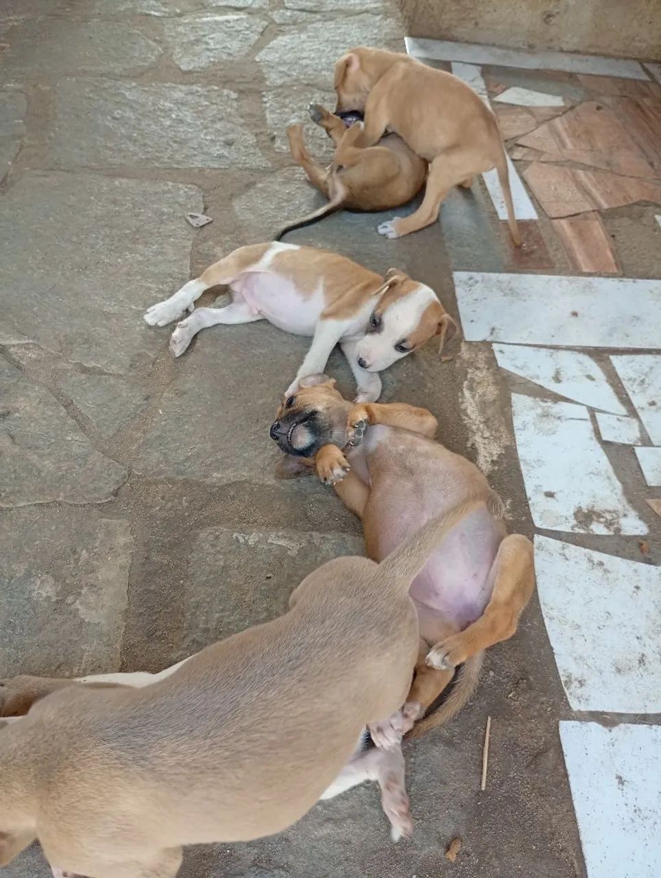 Doação de cachorro ZAP * - Foto 2