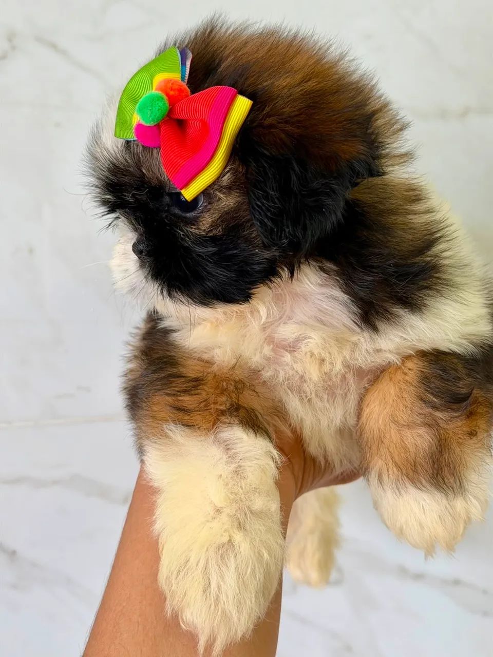 Cachorro  - Foto 2