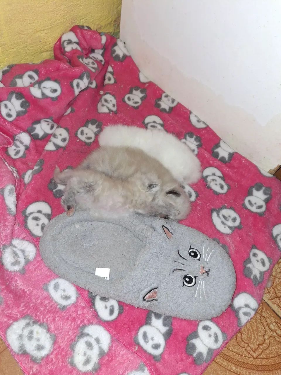 Gato persa  - Foto 5