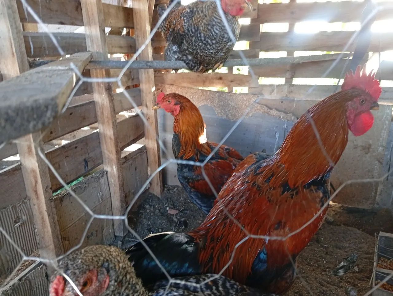 Vendo  Frangos e Galos - Foto 4
