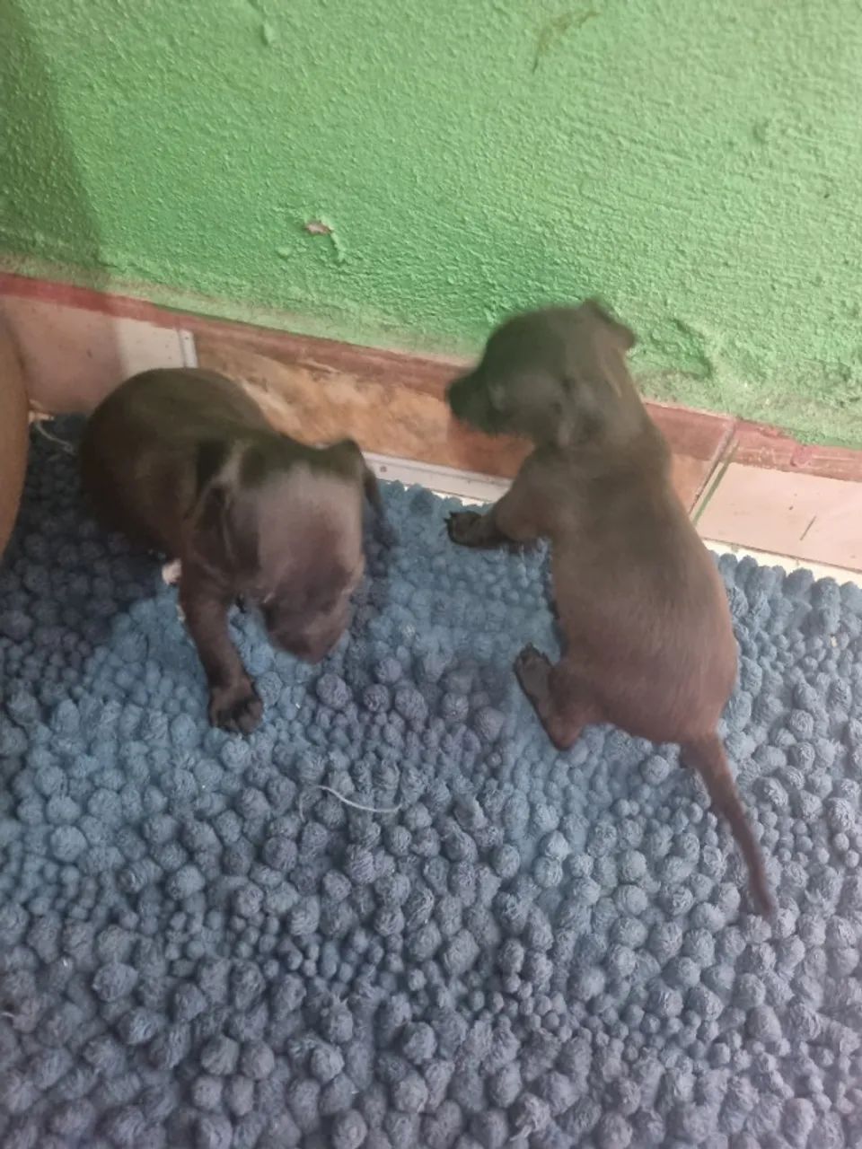 Pinche  - Foto 2