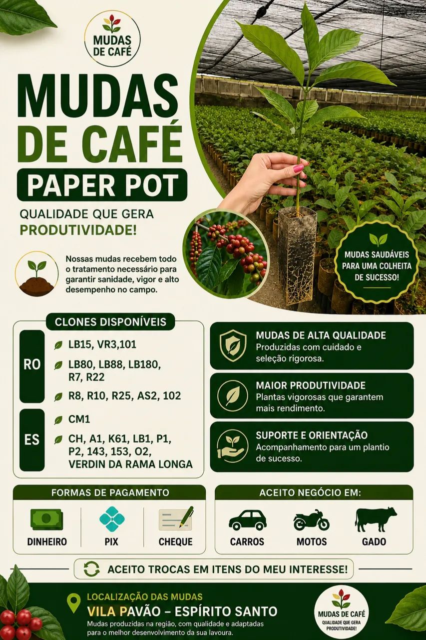 Mudas de café 