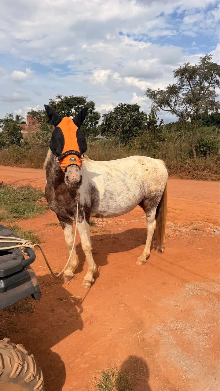 Égua Apaloosa domada 7 anos  - Foto 5