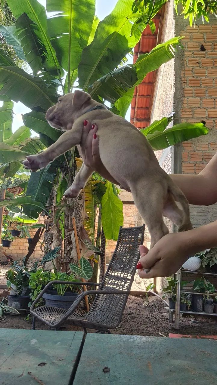Filhotes de Pitbull  - Foto 4