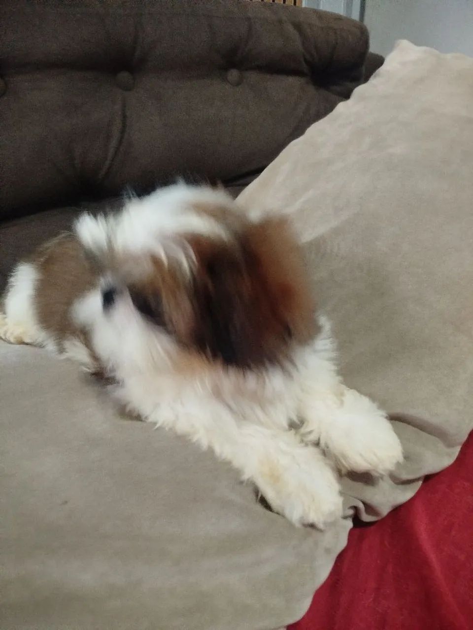 Cachorro  - Foto 2
