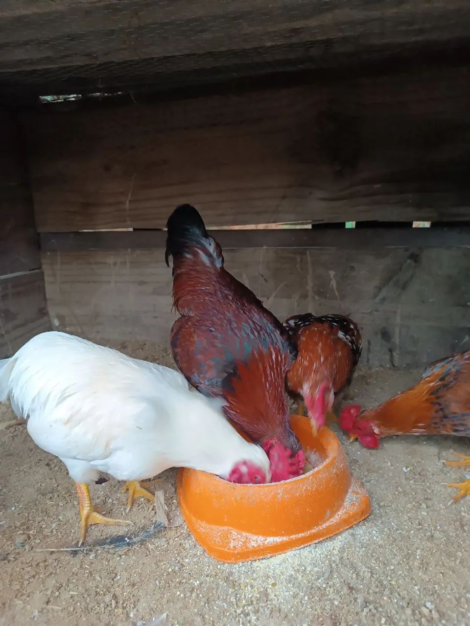 Galinha garnisé  - Foto 4