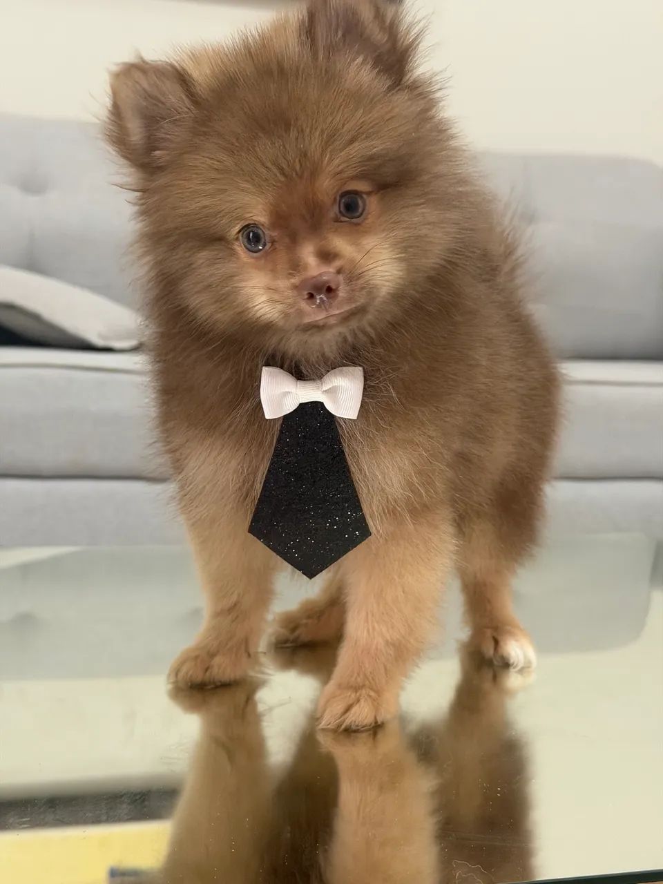 Spitz alemão macho  - Foto 2