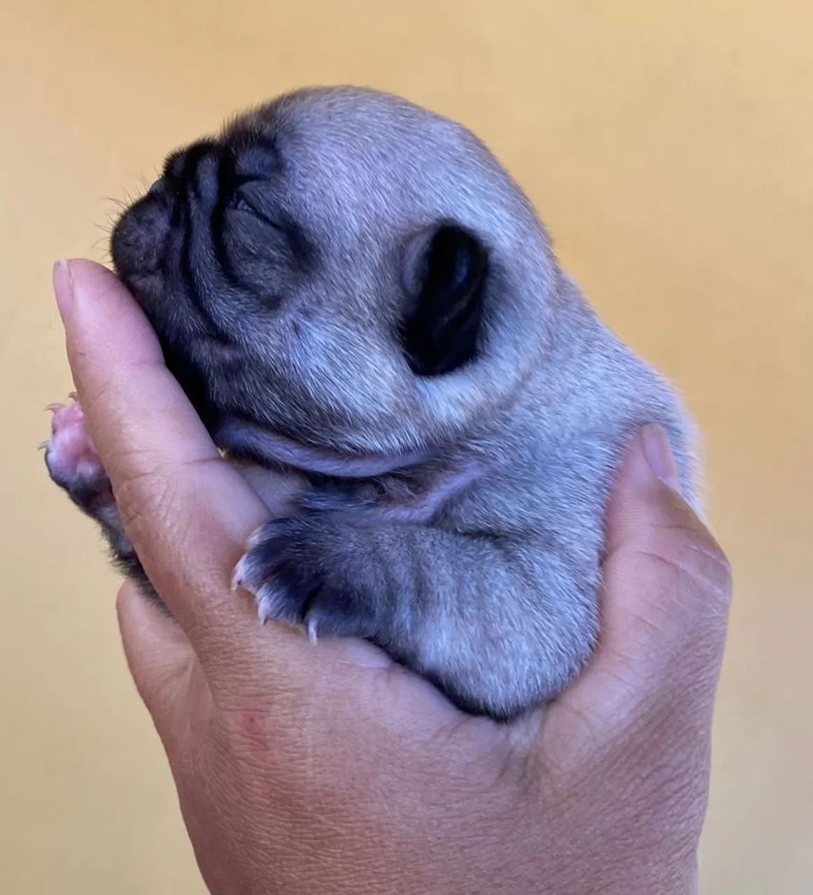 Pug mine 