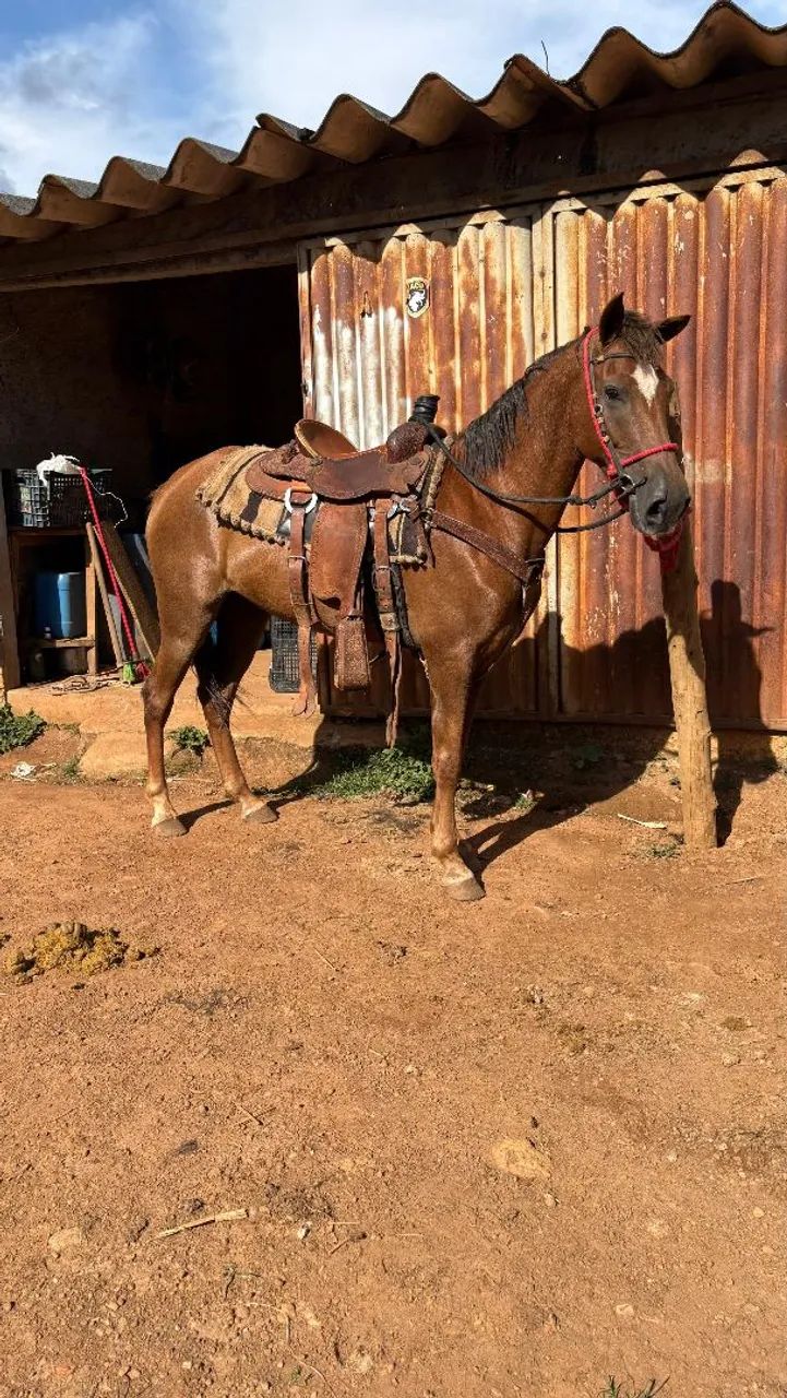 Cavalo de lida , manso  - Foto 2