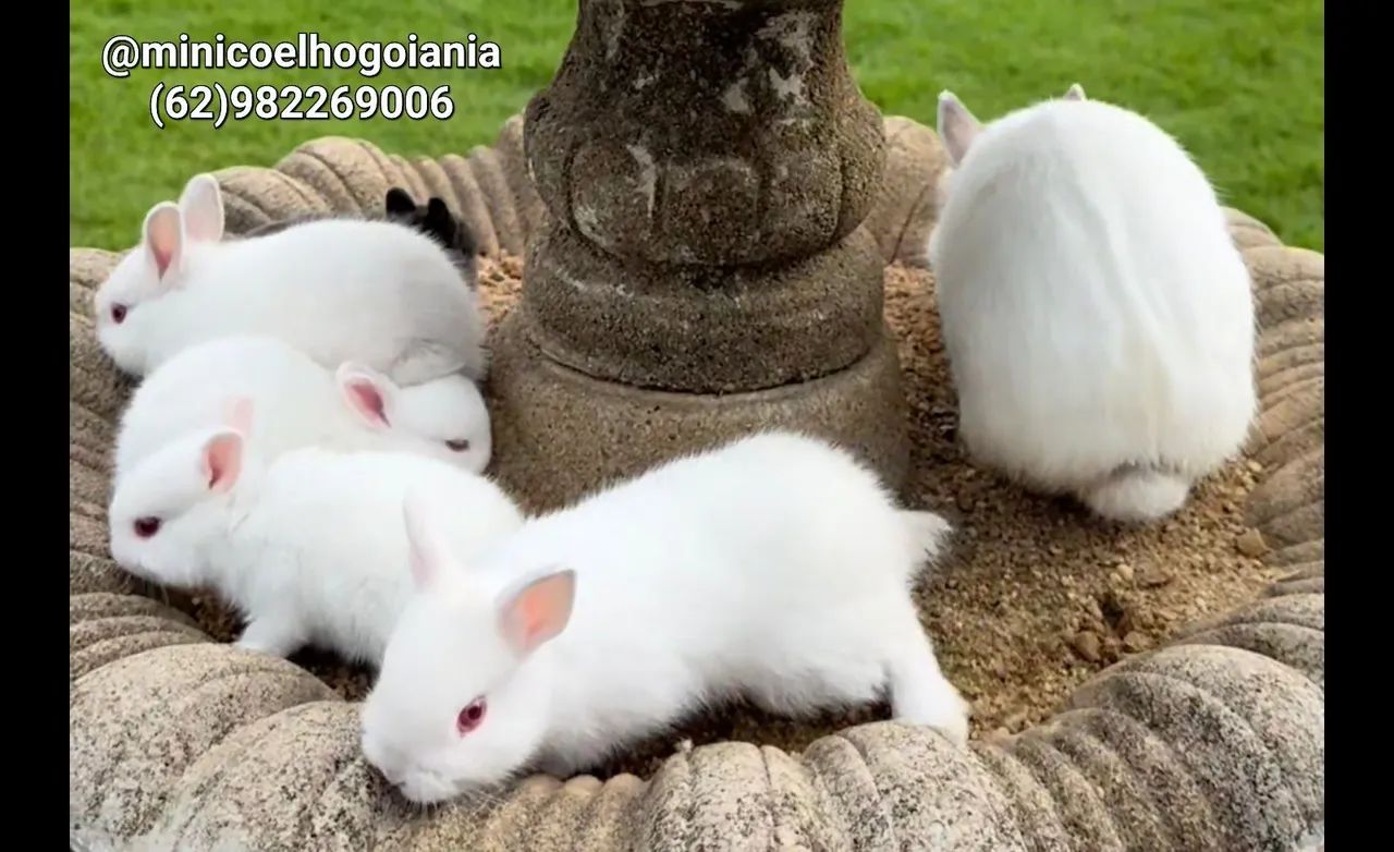 Vendo mini coelho netherland raça pura anao show premium divido no cartao - Foto 5