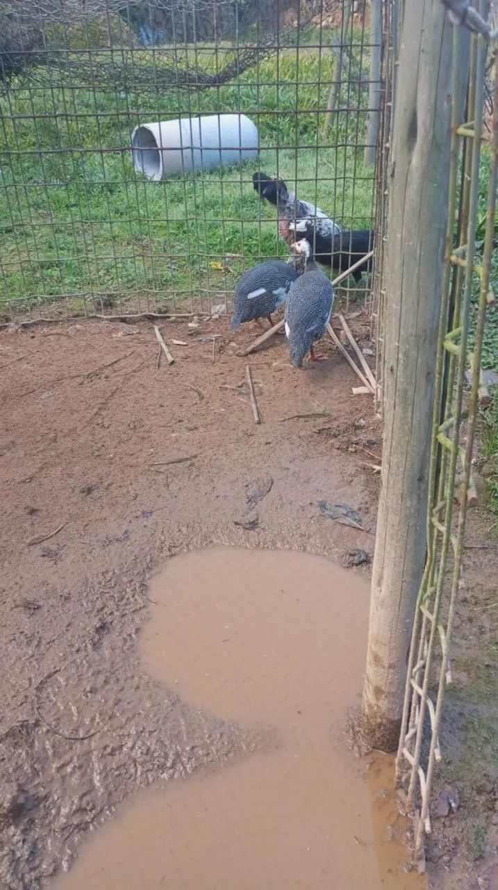 Troca por outra  - Foto 2