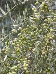 Oliveira Arbequina (vendo mudas) - Foto 2