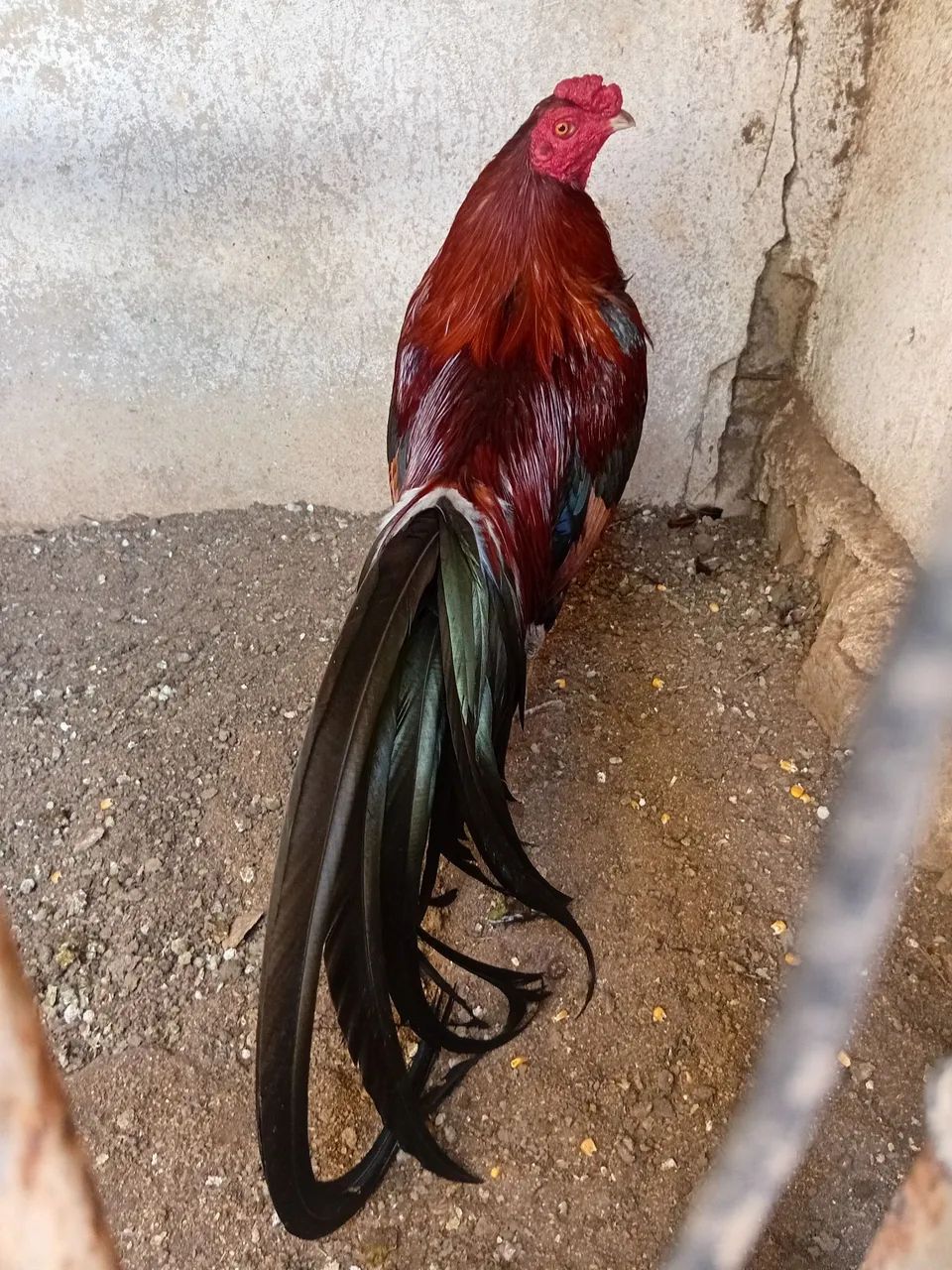 Galo fenix com indio  - Foto 2