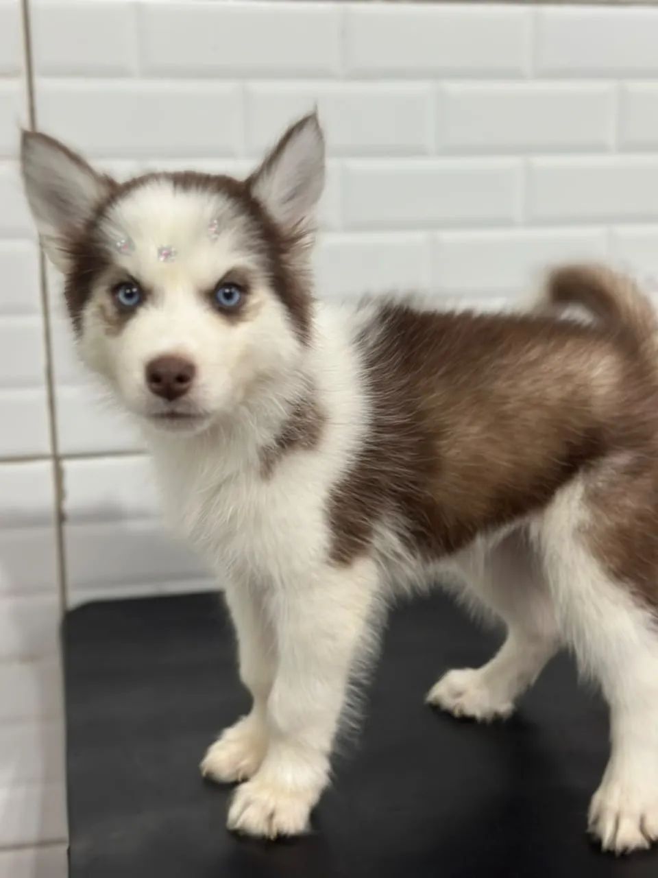 Husky siberiano  - Foto 3