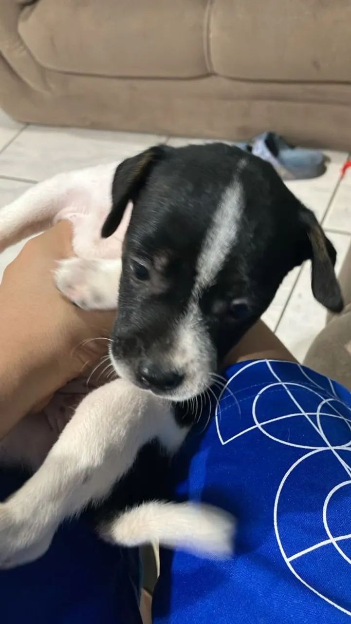 Filhotes de cachorro ? - Foto 3