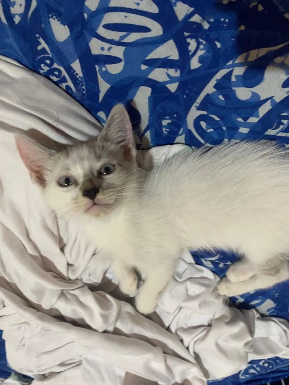 Gato - Foto 2