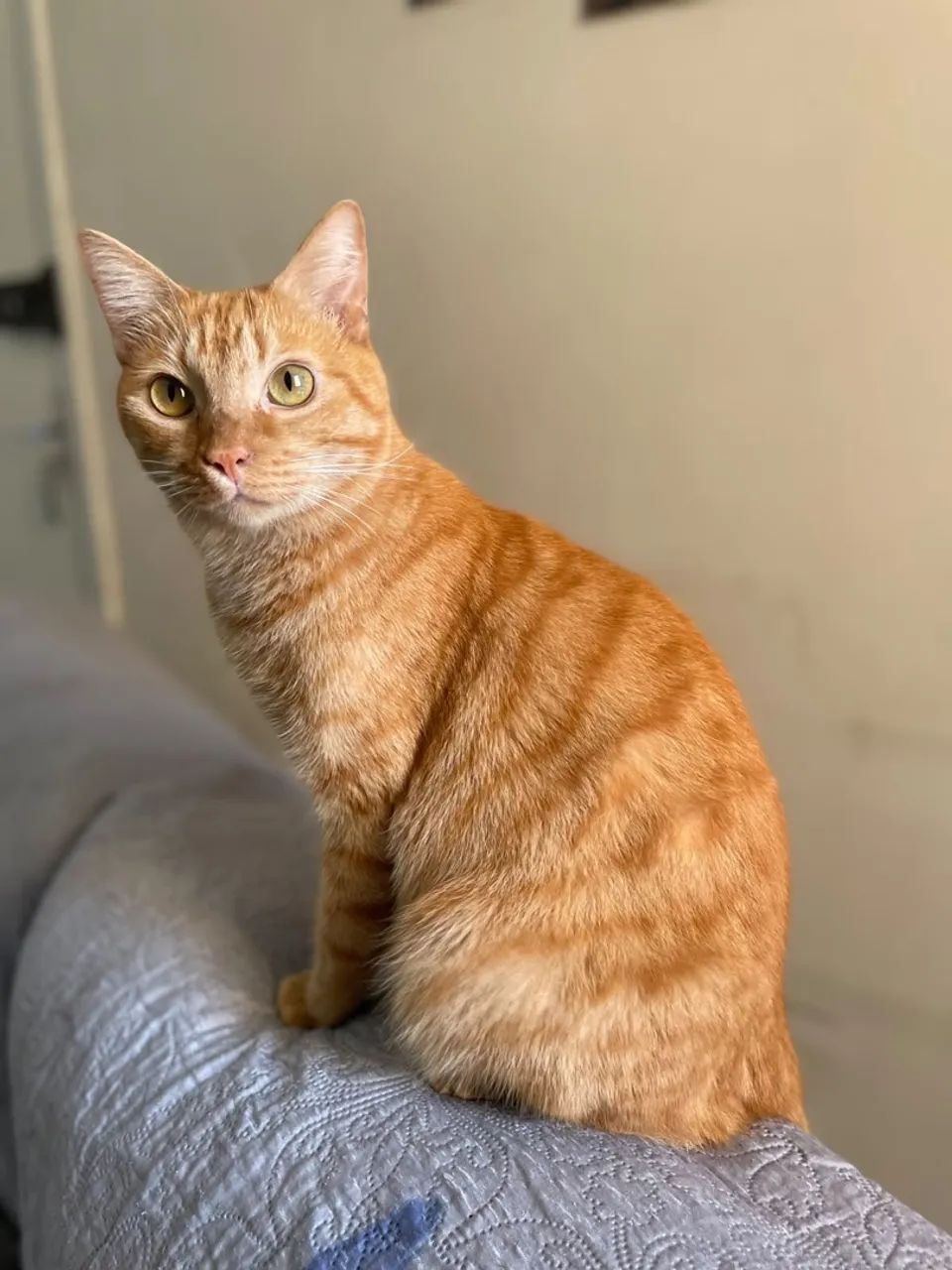 Para adoção, gatinho laranja  - Foto 2