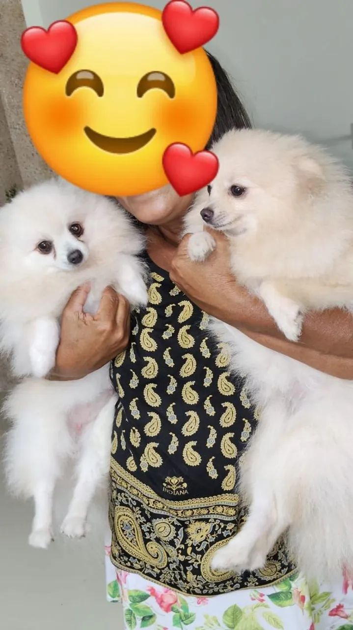 Cachorro Espinche Alemão  - Foto 3