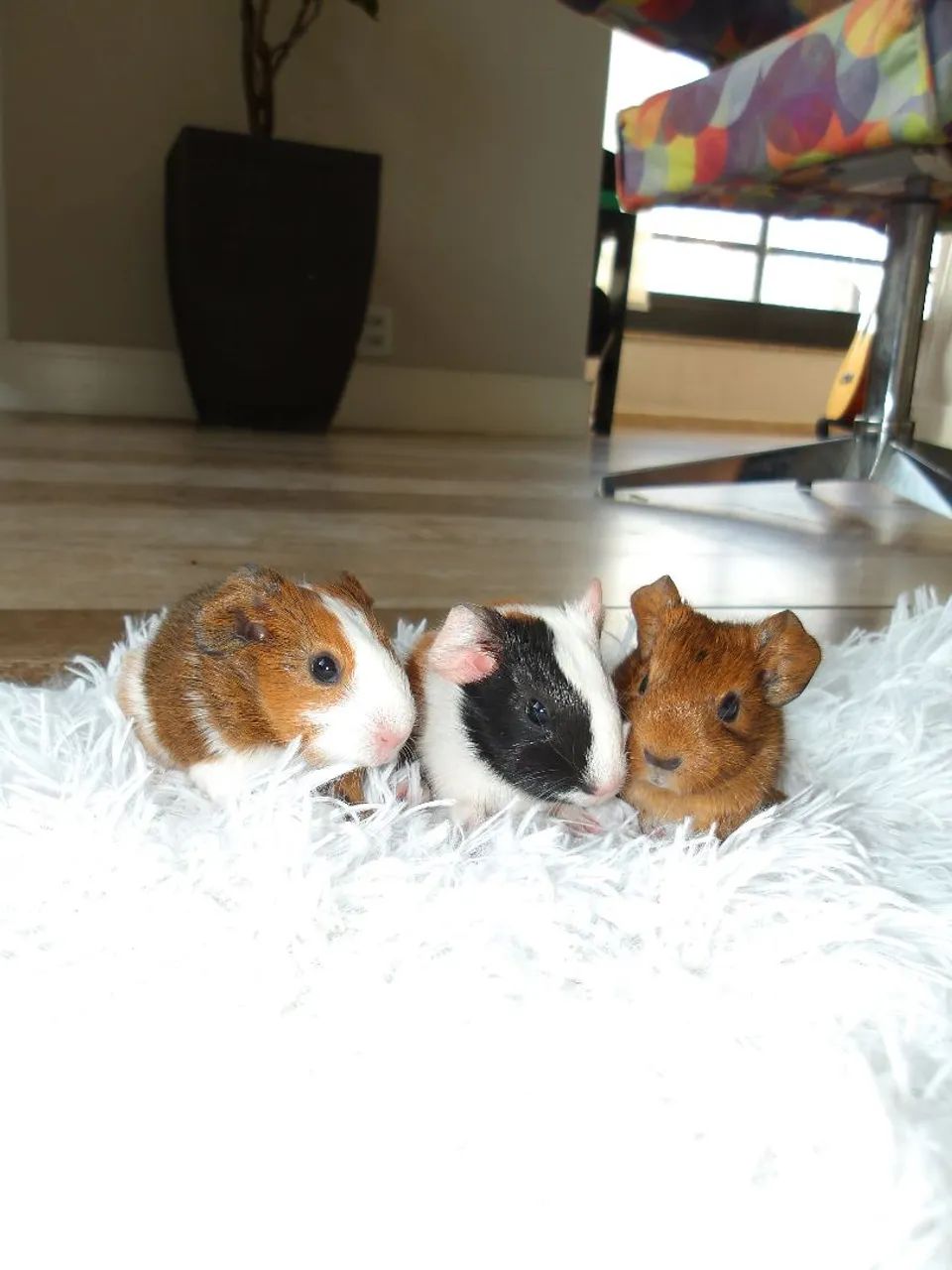 GUINEA PIG PUPPIES!
