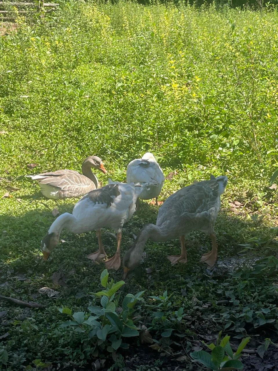 Ganços e perus ?  - Foto 3