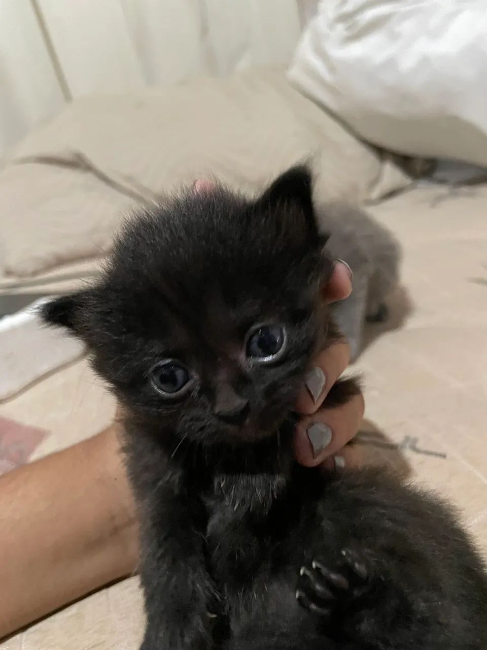 Doação de Gatinhos  - Foto 4