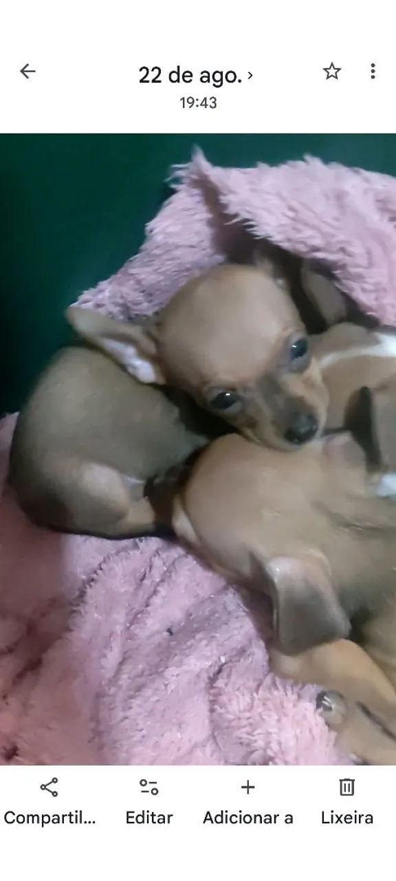 Pinscher 0 disponível  - Foto 3