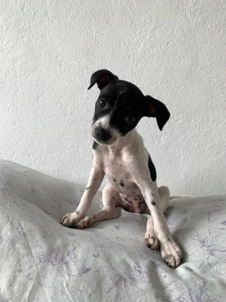 Doações de cachorros  - Foto 3