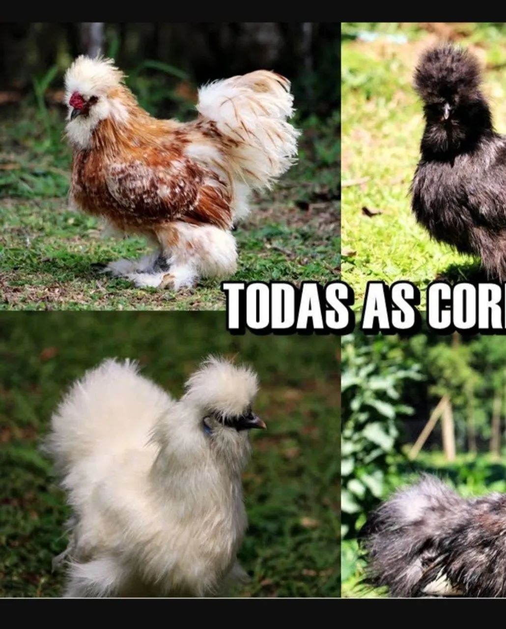 Silkie sedosa pintinho 