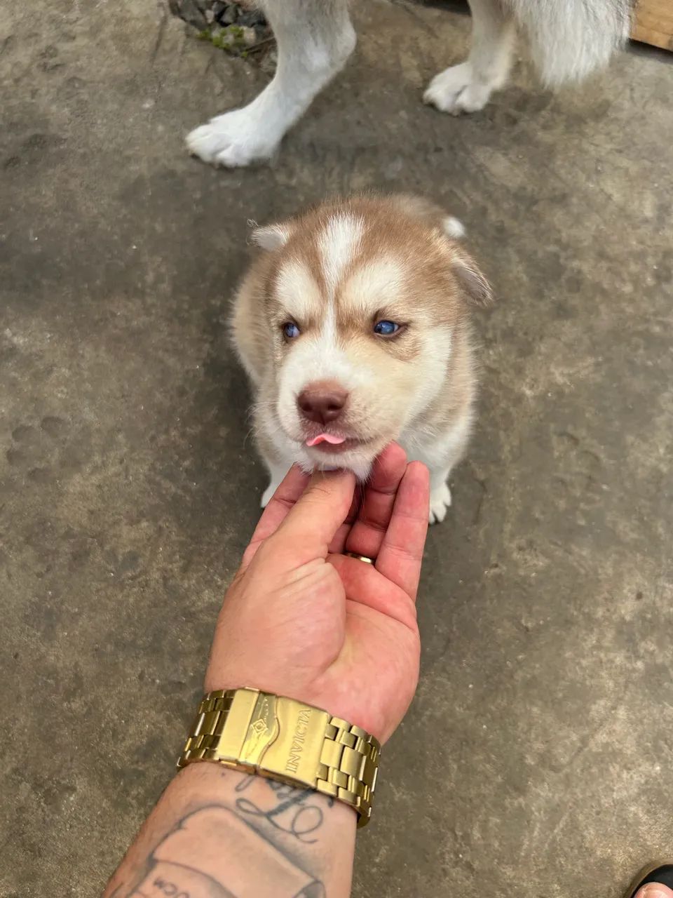 Husky Siberiano 