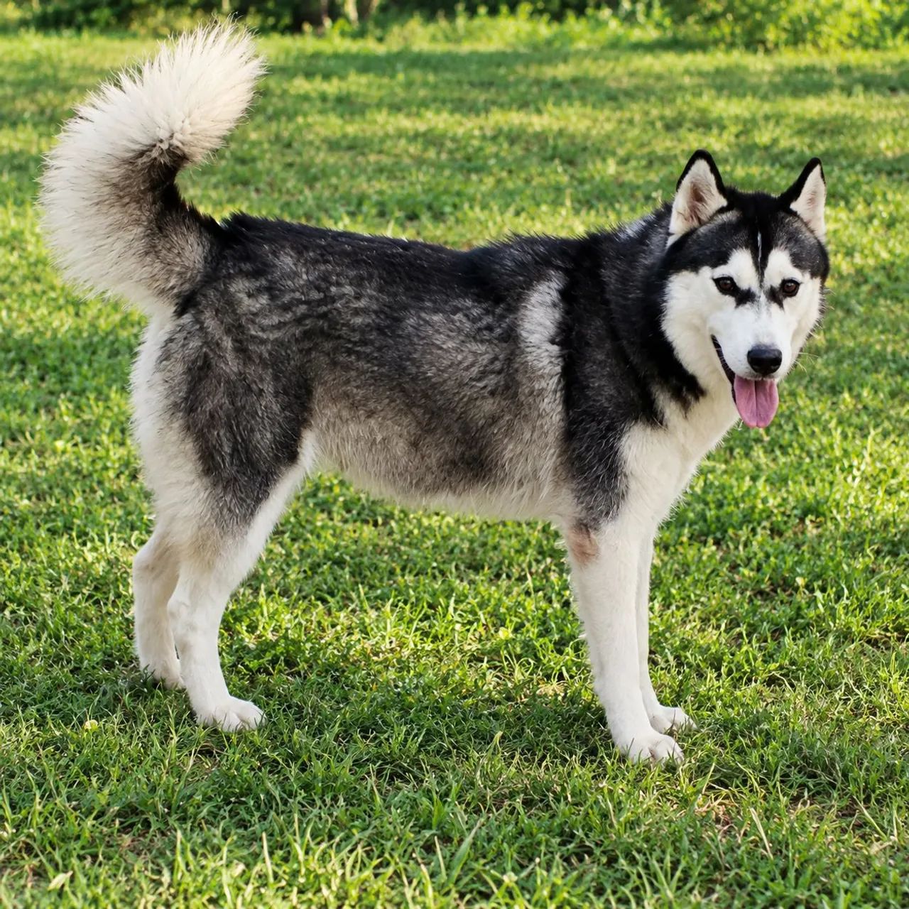 Husky siberiano  - Foto 2