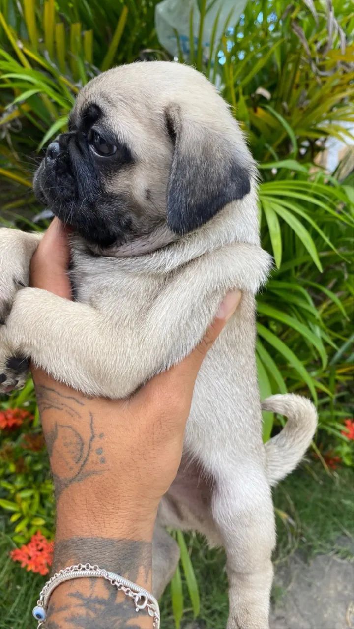Pug  - Foto 2