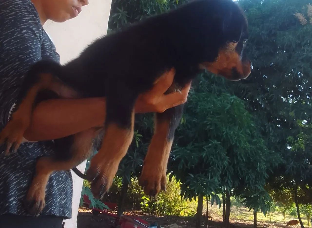Rottweiler puro zap * - Foto 4
