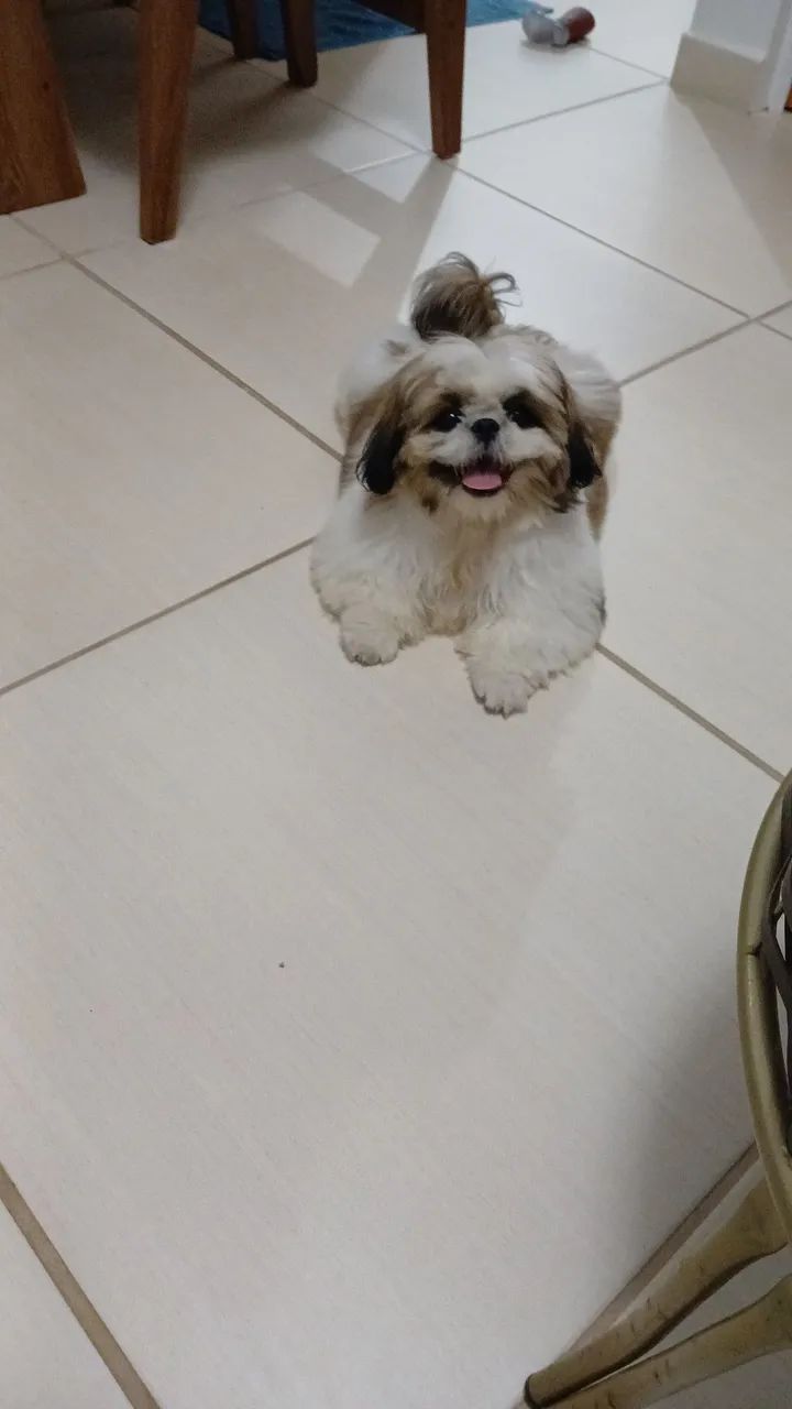 Cachorro shih tzu - Foto 2