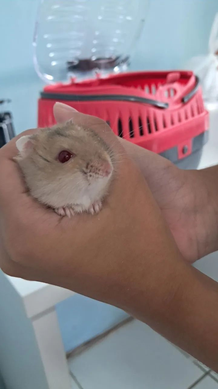 Hamster Anão Russo - Pequeno no Tamanho, Gigante na Fofura! - Foto 5