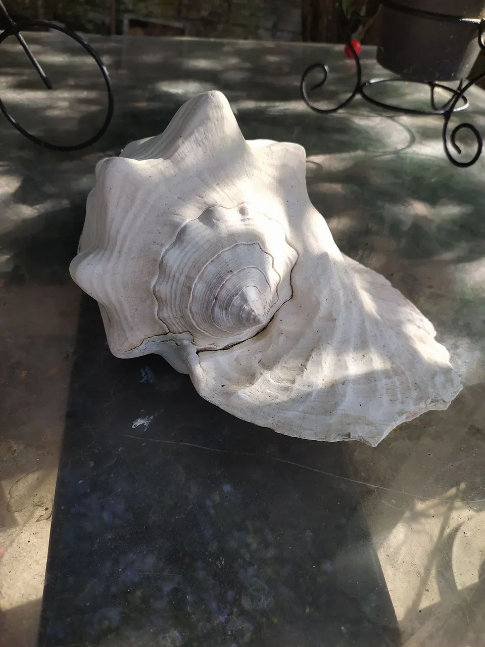 Concha do mar 