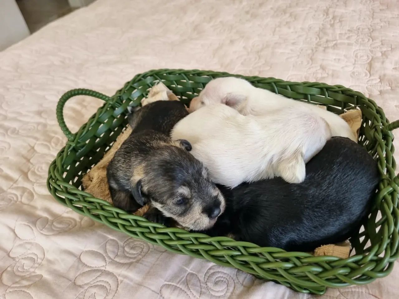 Ninhada Schnauzer miniatura - Foto 2