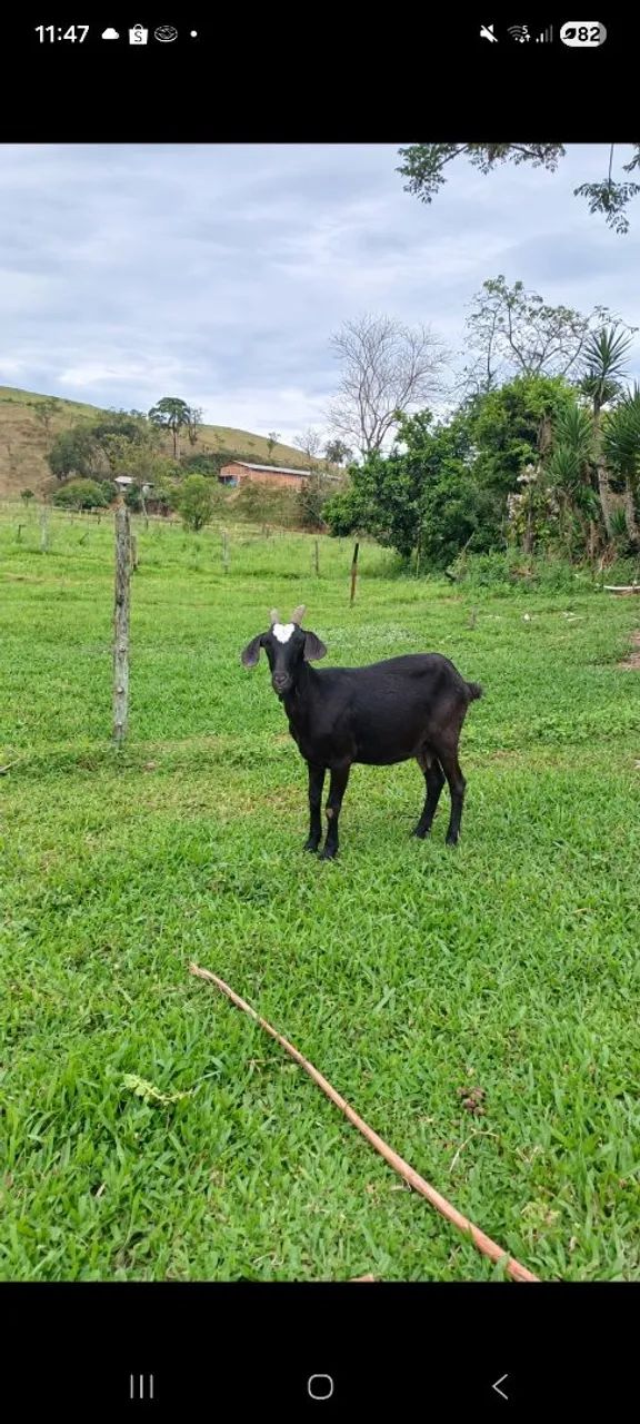 Cabra cabrita 