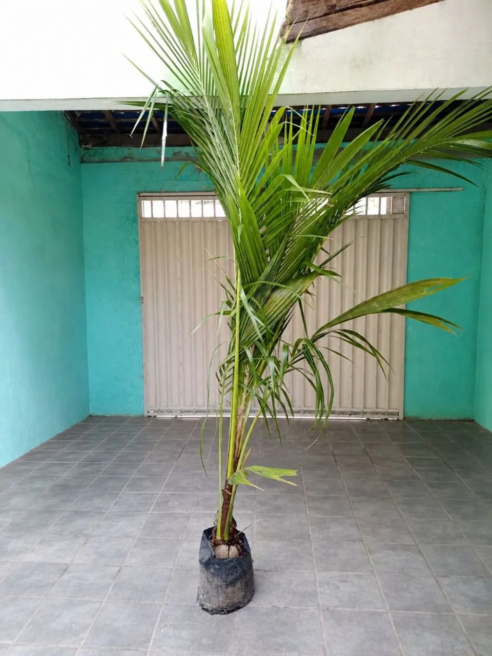 Coqueiro anão 