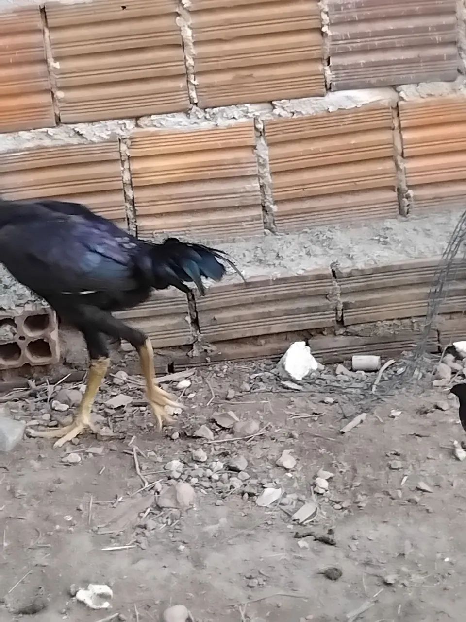 Frango e frangas - Foto 2