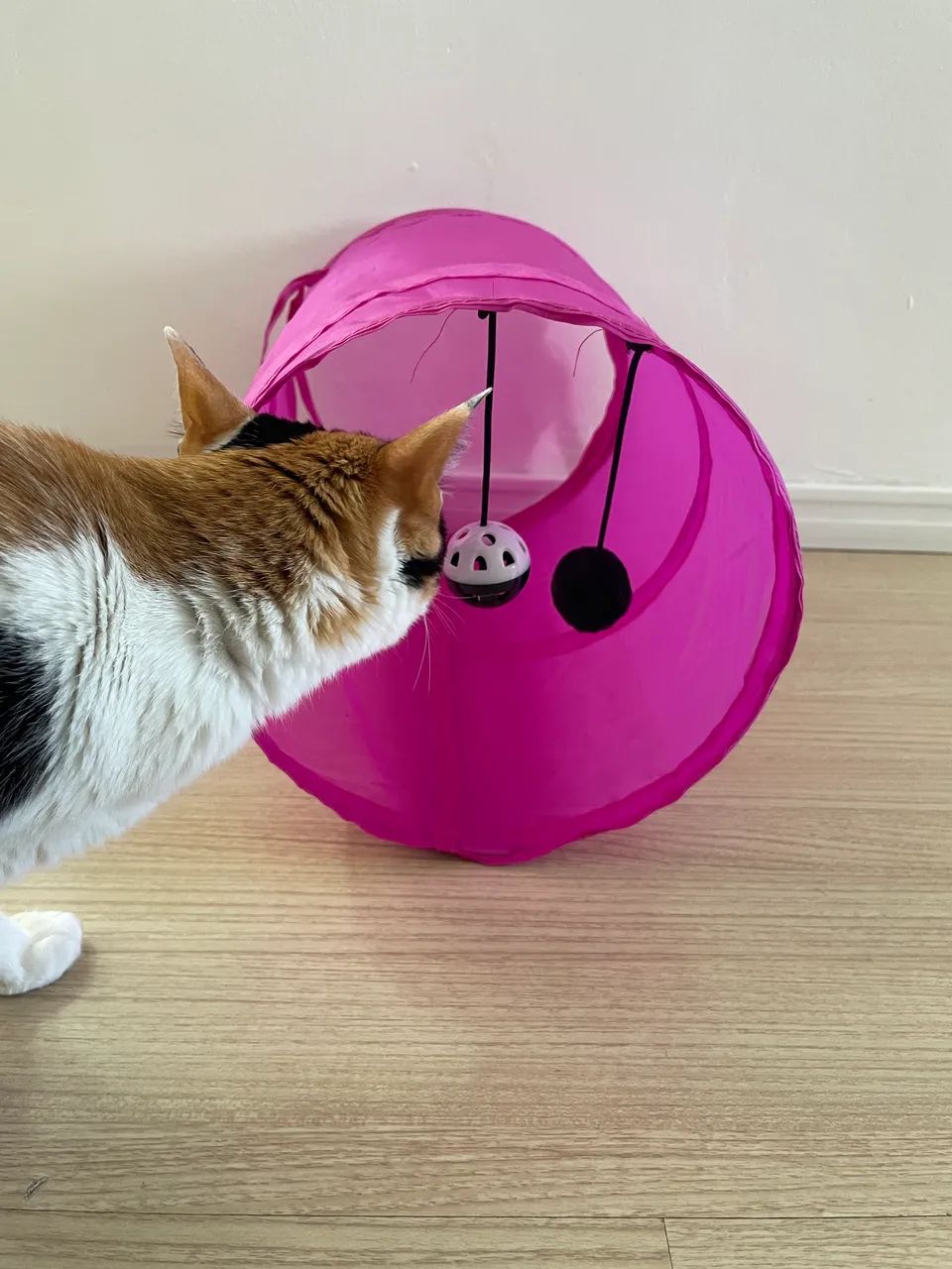 túnel para gatos