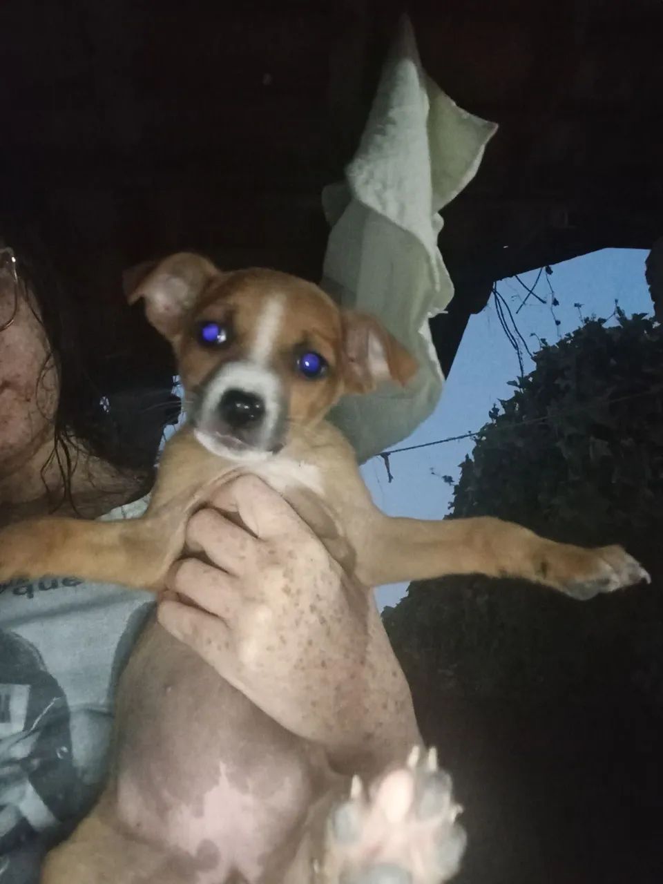 cachorrinhos pra te conquistar ? - Foto 3