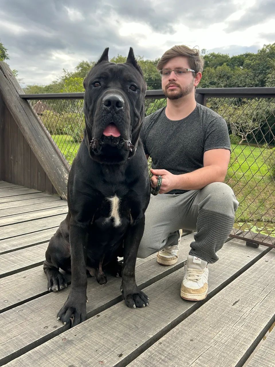Cane Corso  - Foto 5